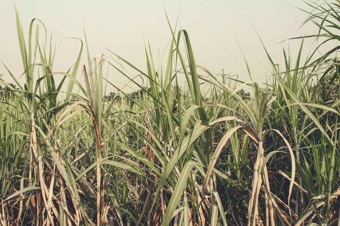 Sunlit sugarcane growing in a field